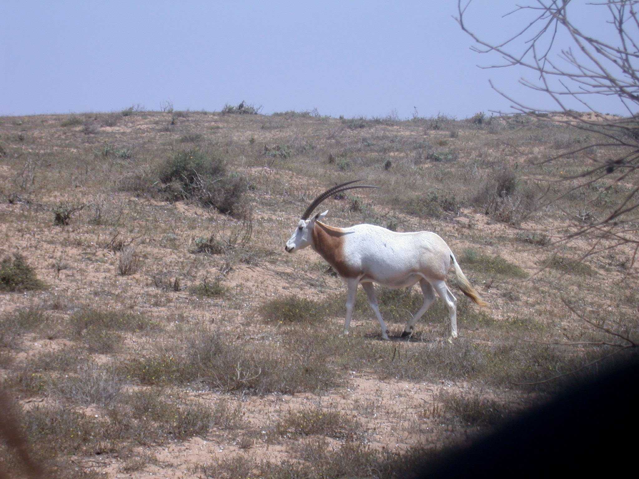Oryx dammh.PN Souss-Massa. Maroc.M-O Beudels.IRScNB