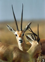 slender-horned gazelle. J.Newby