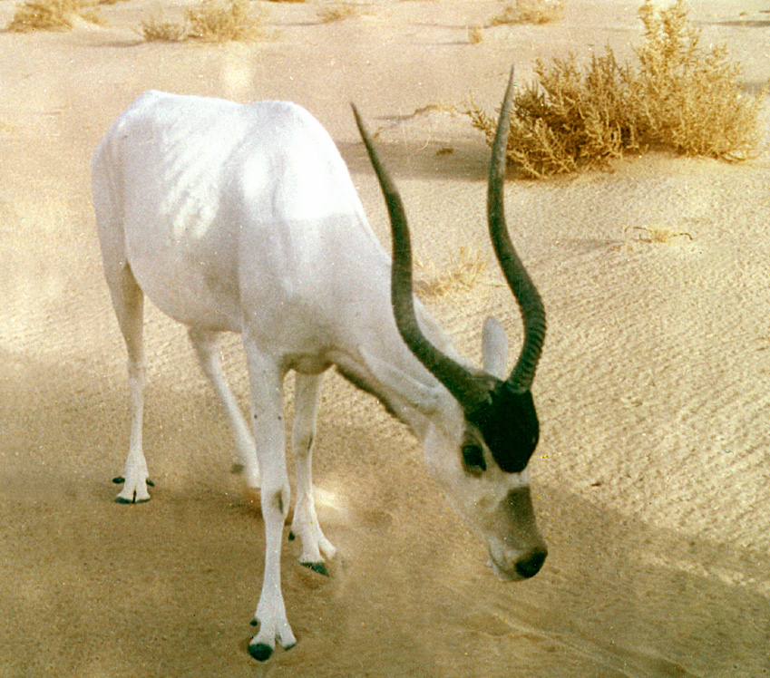 Addax nasomaculatus.Niger.2002.F.Claro.Musum Paris