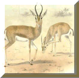 Gazella dorcas.Drawing : J.Smit. 1899