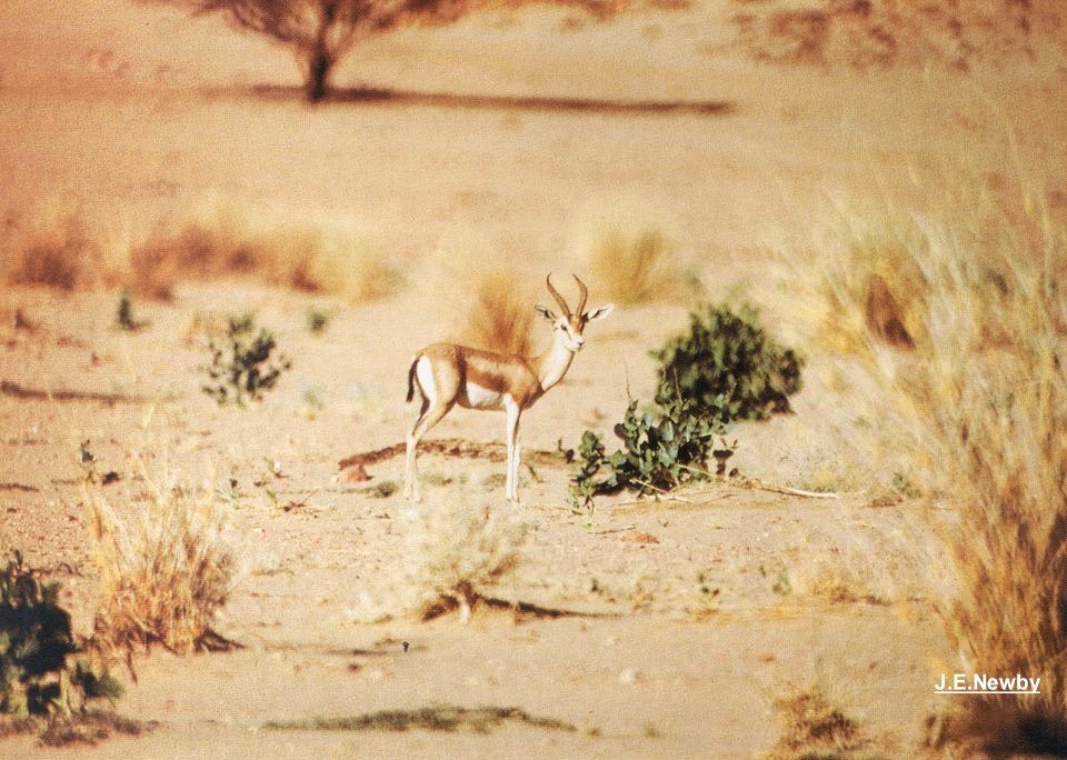 Gazella dorcas. Ar/Tnr. J.E.Newby