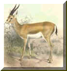 Gazella cuvieri.Drawing : J.Smit. 1899