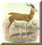 Gazella dama. Drawing : J.Smit. 1899