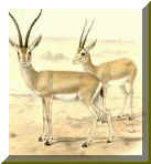 Gazella leptoceros.Drawing : J.Smit. 1899