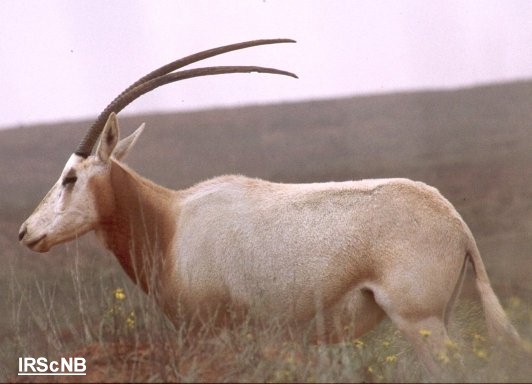 R.C.Beudels. Oryx dammah. Sidi Toui. Tunisie