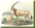 Oryx dammah. Drawing : J.Smit. 1899