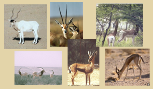 Addax (Newby); G.leptoceros (Newby); G.dama (De Smet); Oryx (Beudels); G. cuvier (Beudels); G.dorcas (Newby)